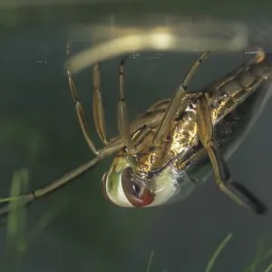 Common Backswimmer Print, Notonecta glauca Common Backswimmer Print, Notonecta glauca