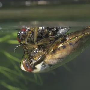 Common backswimmer Print - Notonecta glauca Common backswimmer Print - Notonecta glauca