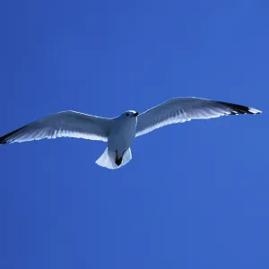 Common Gull Print (Larus canus)