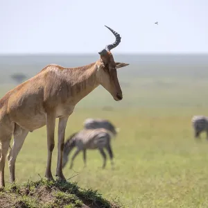 Common Hartebeest Print, Serengeti National Park, Tanzania