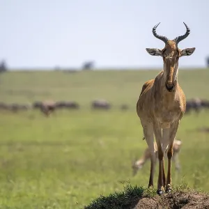 Common Hartebeest Print, Serengeti National Park, Tanzania