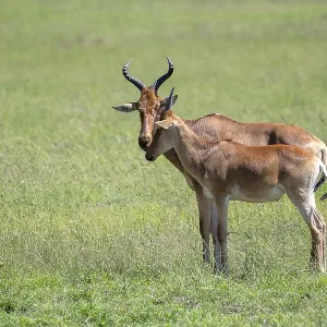 Common Hartebeest Print, Serengeti National Park, Tanzania