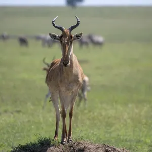 Common Hartebeest Print, Serengeti National Park, Tanzania