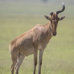 Common Hartebeest Print, Serengeti National Park, Tanzania