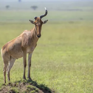 Common Hartebeest Print, Serengeti National Park, Tanzania