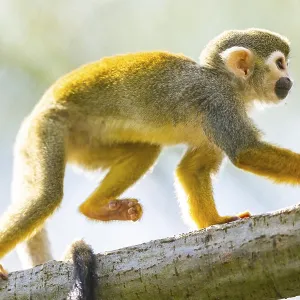 Common Squirrel Monkey Print, Captive South America