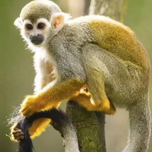 Common Squirrel Monkey Print, Captive South America