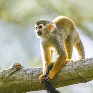 Common Squirrel Monkey Print: Captive, South America