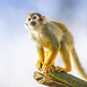 Common Squirrel Monkey Print - South America