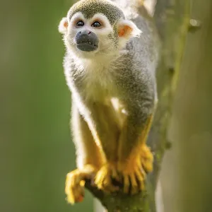 Common Squirrel Monkey Print, Captive, South America