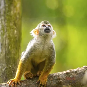 Common Squirrel Monkey Print: Captive South America
