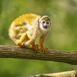 Common Squirrel Monkey Print, Captive, South America
