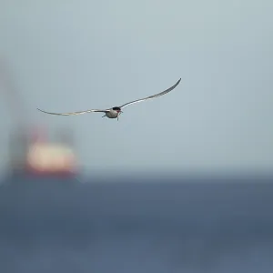 Common Tern in Flight with Fish, Suffolk Print Common Tern in Flight with Fish, Suffolk Print