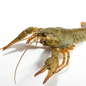 Crayfish Print on White Background Crayfish Print on White Background