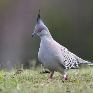 Pigeons Collection: Crested Pigeon