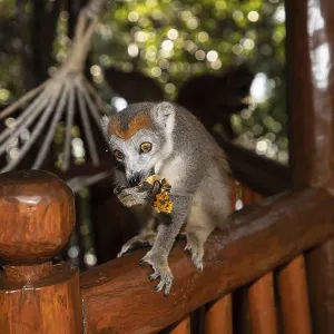 Lémur coronado Eulemur Coronatus Lémur coronado Eulemur Coronatus