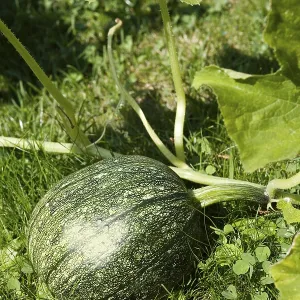 Cucurbita (Cucurbita)
