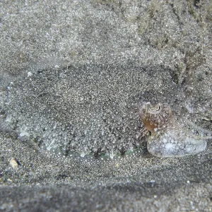 Cuttlefish with Grey Pattern Print, Tenerife, Spain Cuttlefish with Grey Pattern Print, Tenerife, Spain
