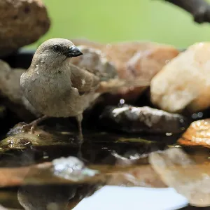 Southern Grey Headed Sparrow