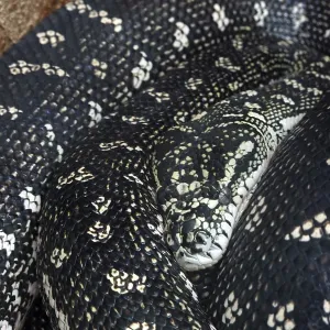 Print of Diamond Python in a German Zoo Print of Diamond Python in a German Zoo