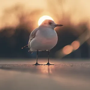 Dramatic Black-Headed Gull Print with Sun in Background