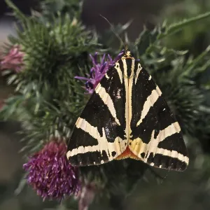 Insects Related
