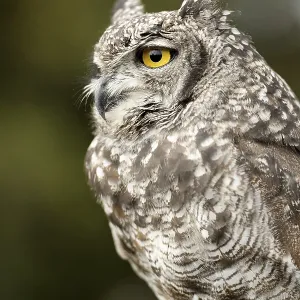 Eurasian Eagle-owl Print: Majestic Bird in Profile