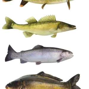 Fish 145 Print
