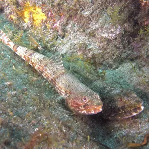 Atlantic Lizardfish Print, Gran Canaria Seabed