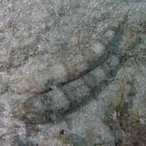 Atlantic Lizardfish on Sandy Seabed Print