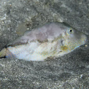 Pointed-Head Pufferfish Print, Tenerife, Canary Islands Pointed-Head Pufferfish Print, Tenerife, Canary Islands
