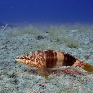 Scribe Wrasse Print, Atlantic Ocean