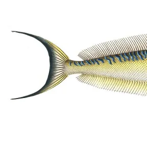 S Collection: Sand Tilefish