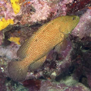 Un poisson avec un motif de écailles brune-rougeâtre.
