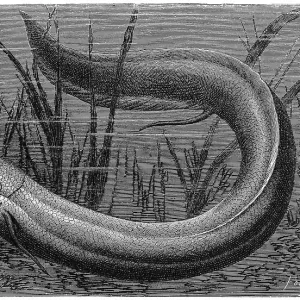 S Collection: Salamanderfish