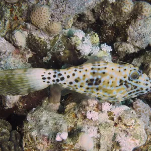 Script Filefish Print, House Reef, Red Sea
