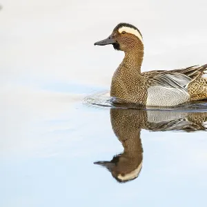 Gadwall