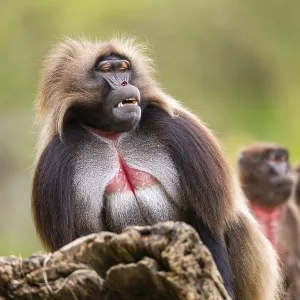 Gelada (Theropithecus gelada) Print - Africa Gelada (Theropithecus gelada) Print - Africa