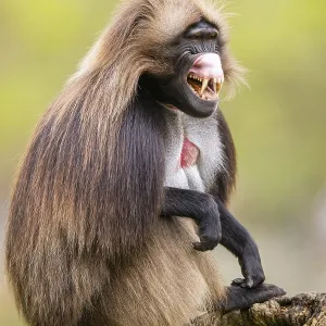 Gelada (Theropithecus gelada) Print - Captive Africa Gelada (Theropithecus gelada) Print - Captive Africa