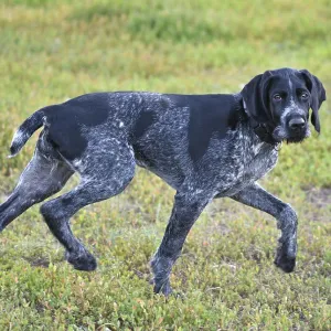 German Wirehaired Pointer Print on the Walk German Wirehaired Pointer Print on the Walk