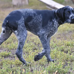 German Wirehaired Pointer on the Walk Print German Wirehaired Pointer on the Walk Print