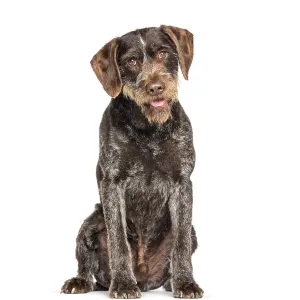 German Wirehaired Pointer Print German Wirehaired Pointer Print