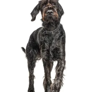 German Wirehaired Pointer, Korthals Dog Print German Wirehaired Pointer, Korthals Dog Print