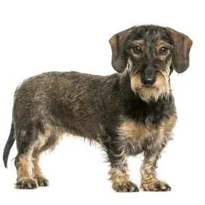 German Wirehaired Pointer Print on White Background German Wirehaired Pointer Print on White Background