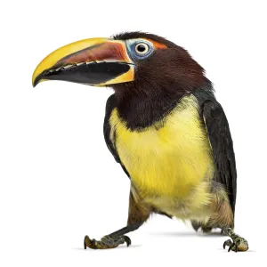 Green Aracari Print (Pteroglossus Viridis) Green Aracari Print (Pteroglossus Viridis)
