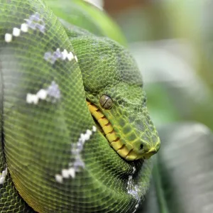 Green Tree Python Print - Terrazoo, Germany