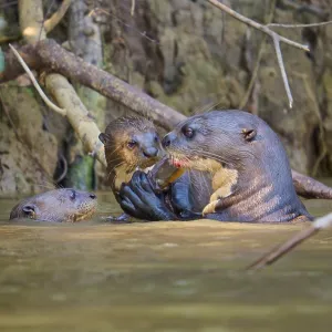 Giant Otters Playing in the Pantanal River Print