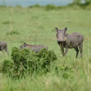 Warthog Grazing Print, Masai Mara National Reserve, Kenya Warthog Grazing Print, Masai Mara National Reserve, Kenya