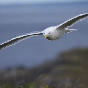 Gull in Flight Print Gull in Flight Print