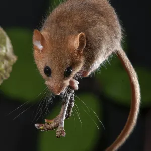 Muscardinus avellanarius Print - Hazel Dormouse Muscardinus avellanarius Print - Hazel Dormouse